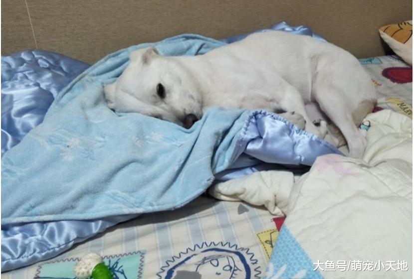 主人帶新狗窩回家，小白汪卻跳上床樂歪：不用跟我擠了