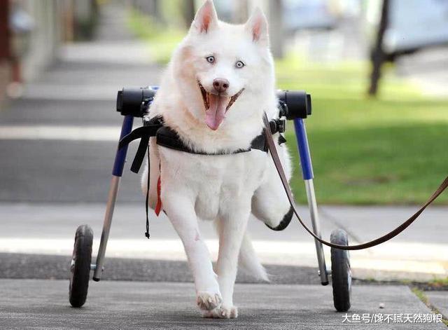 狗狗：“我不想做流浪狗，铲屎官请不要抛弃我！”