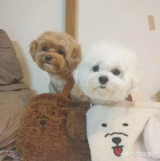 主人给狗做水疗，结果却把网友吓了一跳，看着真像大锅“煮汤”