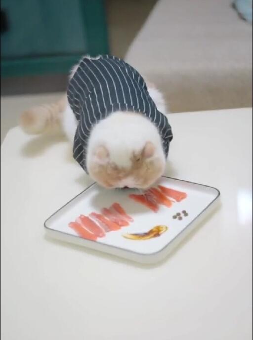 喵星人太能吃，餐餐三文魚伺候著，窮的貓奴只能……