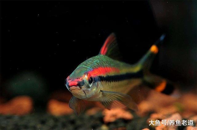观赏鱼为什么会没有任何疾病征兆团灭，这个原因不可忽视！