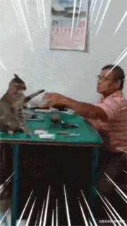 今天又被猫打了，好开心！