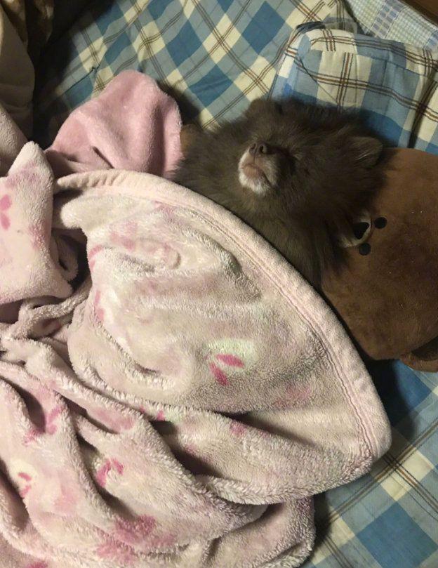 陪伴了我4年的狗，和大家分享一下我們雙方的好與壞