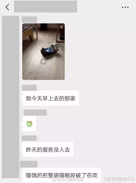 誰能想到，花150元雇人喂貓，我的貓卻成了救助對象