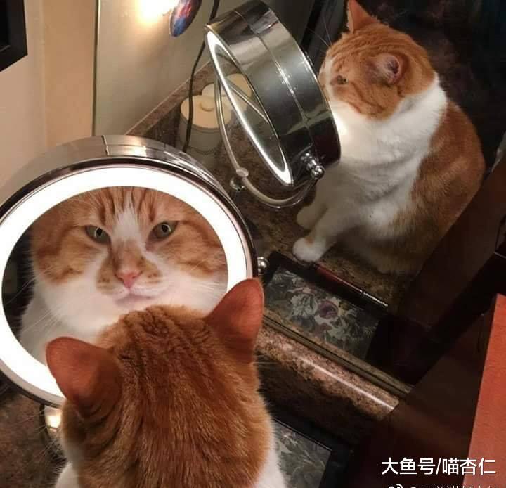 網友拿小魚干給橘貓吃，沒料橘貓調頭就去照鏡子：橘貓堪憂！