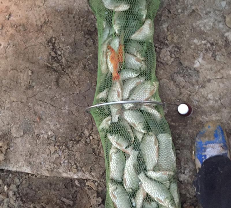 科学认证！鲫鱼“克星”终于研究问世，用几滴，鲫鱼钓起一大片