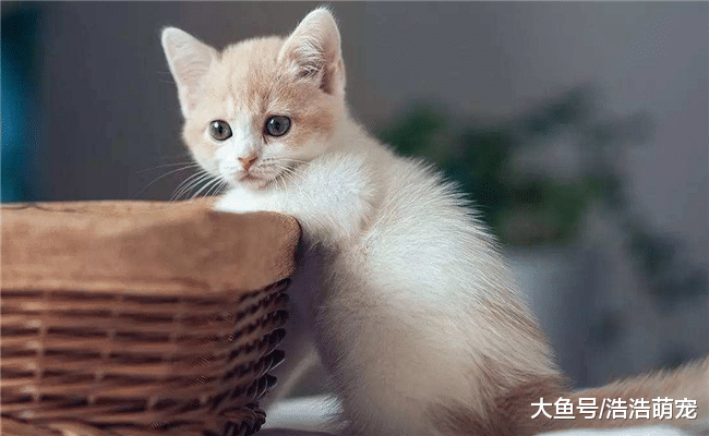 養貓跟養狗有什么不同？有5種不同，看完后你是否有同感？