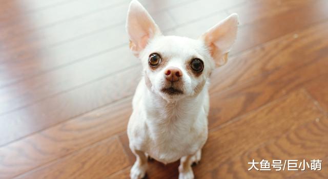 关节炎并不是老年犬才有，1岁狗狗也可能有！千万别错过这些现象