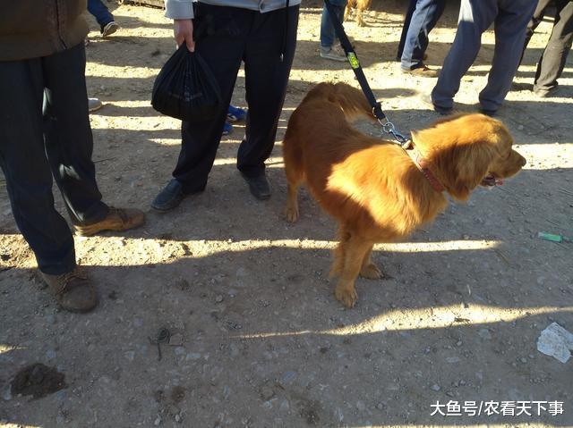一人在狗市700元出售成年金毛, 为何商贩只按“5块”收购?