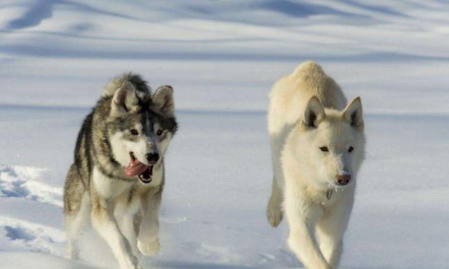 世界十大最贵的狗排行榜！罗秦犬排第一，价值4.8万元