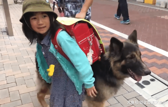 德牧去学校接小主人，同学看了很羡慕，给人很足的安全感
