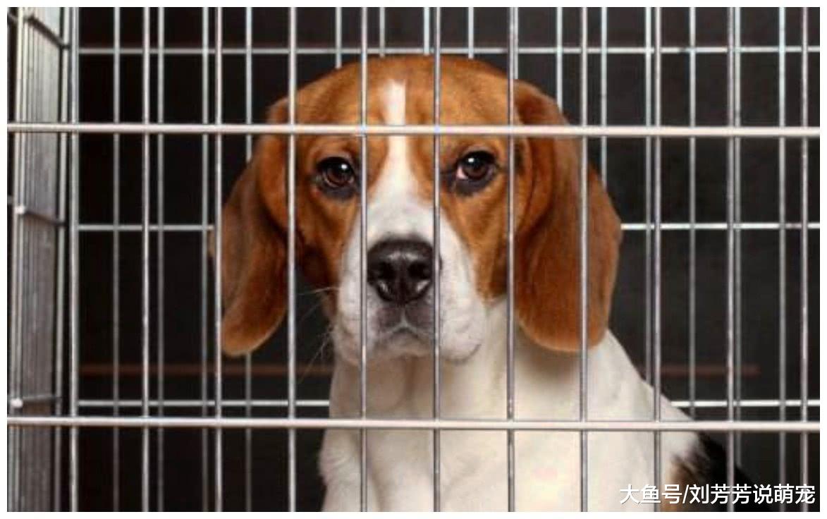 这种狗狗比流浪犬还惨，生下来就打针吃药，一辈子没被人爱过