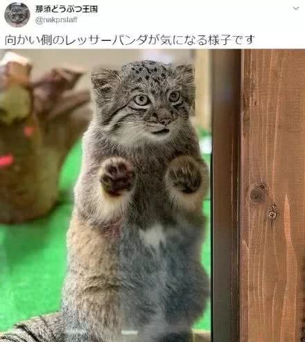 铁憨憨兔狲，每天不是卖萌就是偷窥对面的小熊猫…