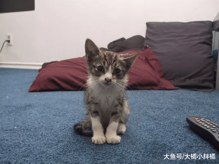 瘦弱小猫不断喵叫，街上人来人往却无人停下脚步，男子的做法很赞