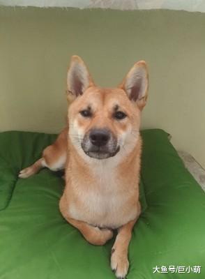 狗狗床垫被霸占，超委屈跟主人哭诉，主人一安慰哭得越大声