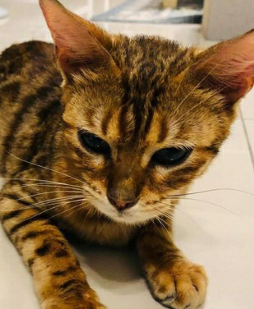 好心收养的流浪猫咪，隔天去诊所检查时，有了意外的惊喜