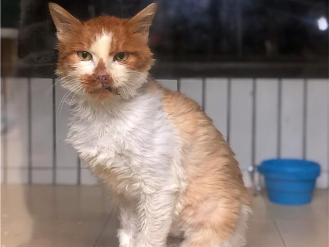 好心人救助受伤橘猫后，猫咪选择留下报恩，铲屎官喜提噬元兽！