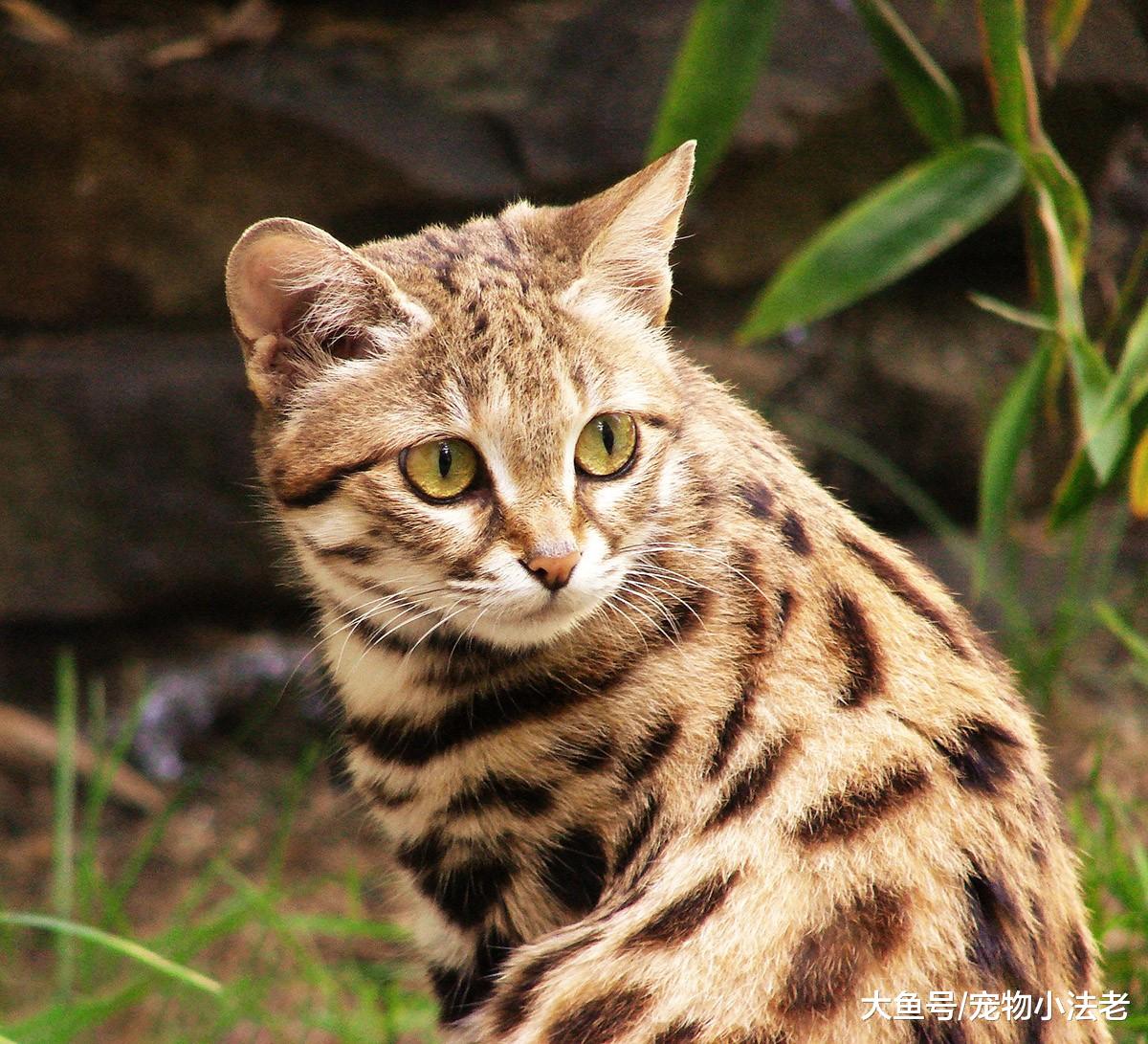 世界上最温柔的杀手，在它眼中都是食物，捕杀成功率比老虎高4倍