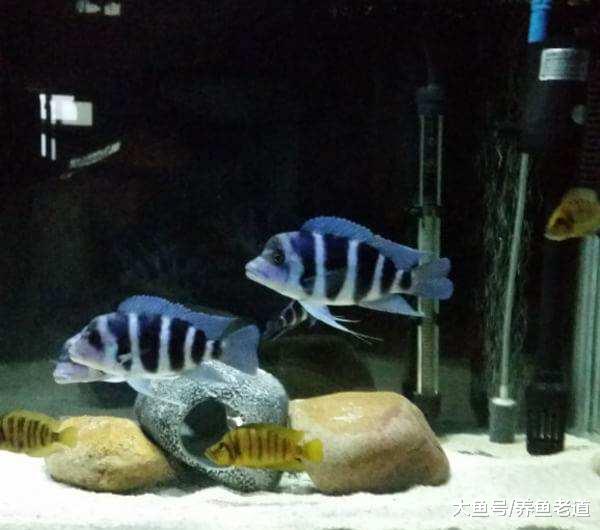 饲养三湖鱼必须铺底沙、造景，饲养南美短鲷一定要栽种水草吗？