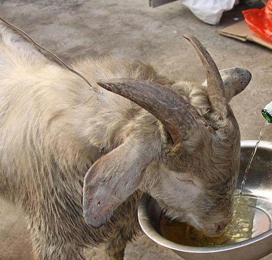 女子把羊当成宠物养，每天大碗酒大块肉，网友看了都眼红