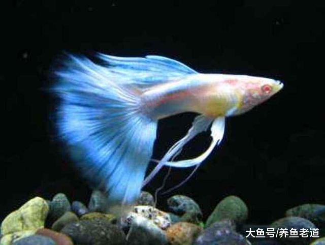 為什么說短尾巴的觀賞魚飼養起來，比長尾巴的更加容易？
