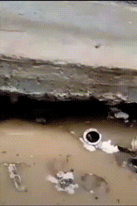 每年，都有2亿条生命被抛弃、虐待：我们虽然没有杀过人，却都差点做了刽子手