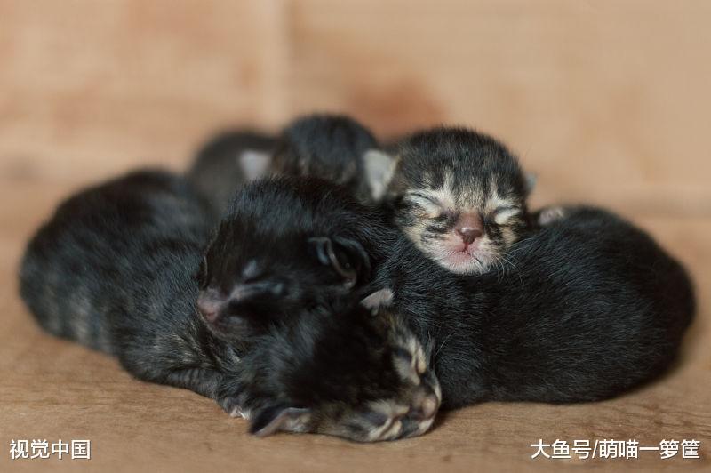 从出生到第六周，小猫咪都会经历的变化，一天一个样真不是夸张