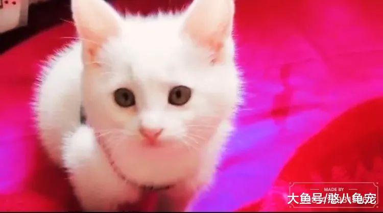 小隐的素言素语: 小Angel呀, 你好呀!