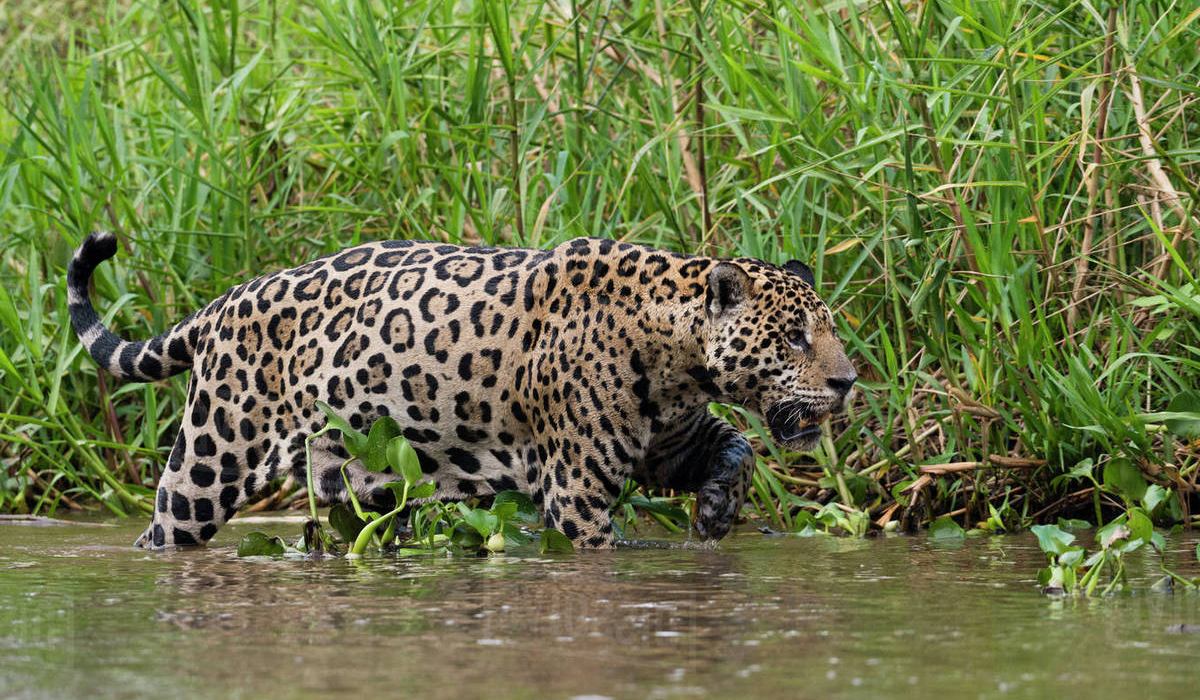 美洲虎与美洲豹是两种动物？实际上它们都指同一种动物