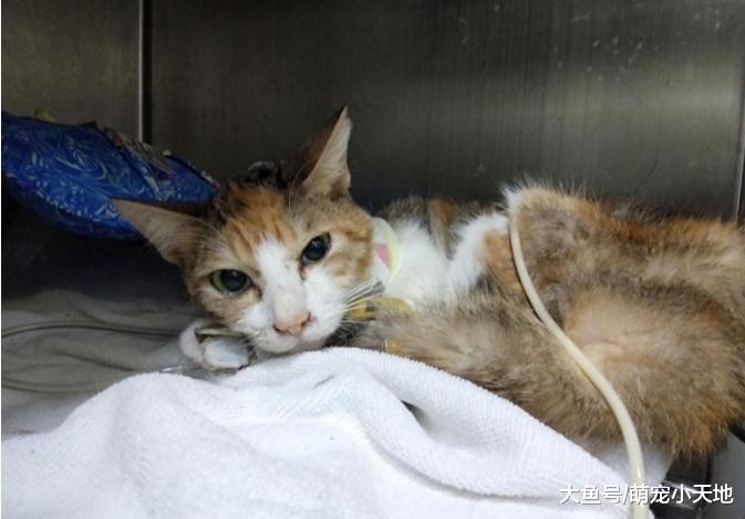 遭弃想饿死自己的三花猫到新家后不吵不闹，妈妈赞：贴心又撒娇