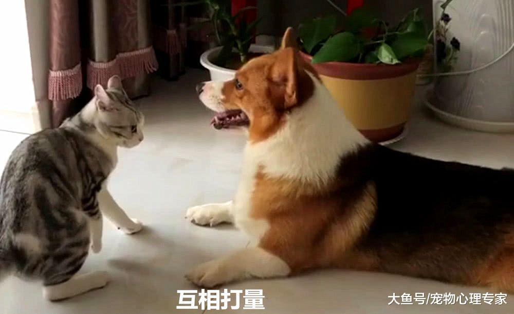 猫咪误入柯基领地，自己还来了脾气，主人举着手机连连后退