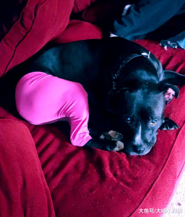 狗狗治疗伤口需要穿裤子，没想到最后爱上了穿裤子，不穿还不习惯