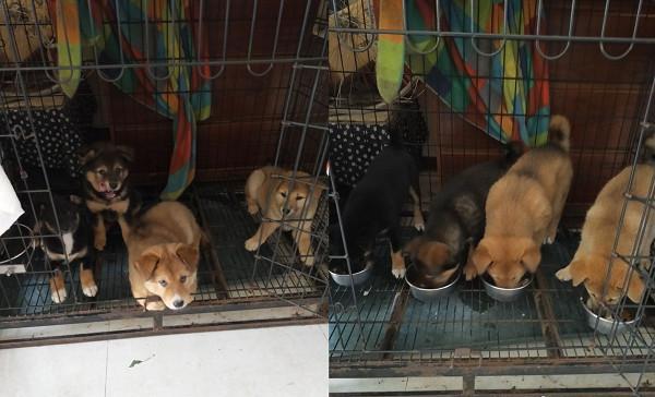 出门散步没有带上它们，三只幼犬暗中观察，用眼神表达自己的委屈