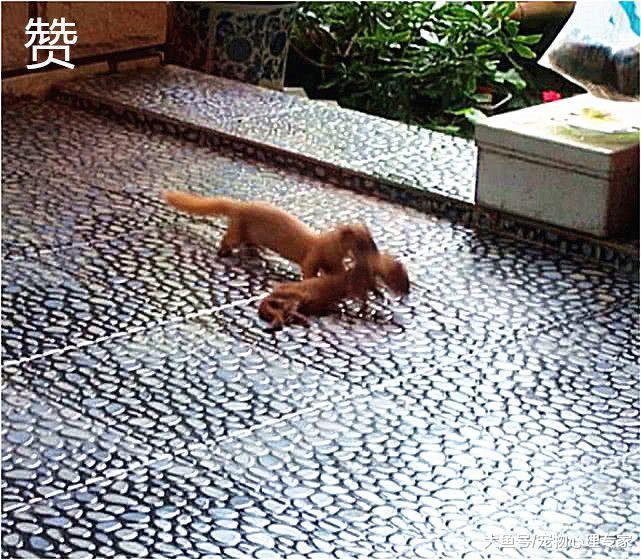 黃鼠狼嗝屁后無故失蹤，小哥調監控察看不禁動容，靈性的動物