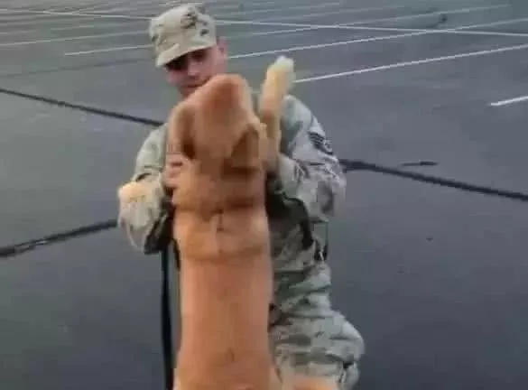 主人参军2年归来，担心金毛不认识自己，金毛的反应却让他暖哭了