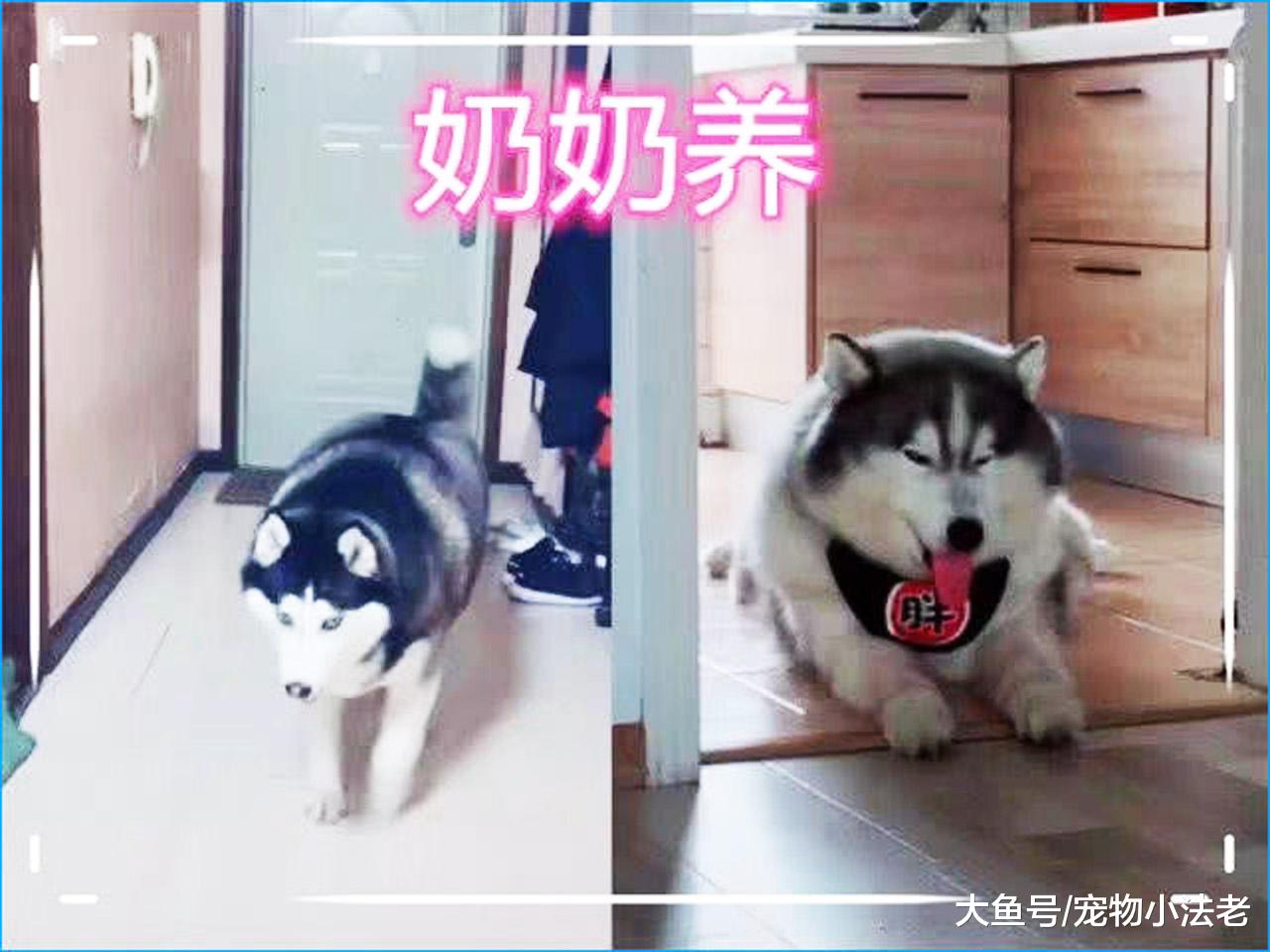 同样是养哈士奇，1个养成猪，1个养成沙雕，但到我这画风就全变了