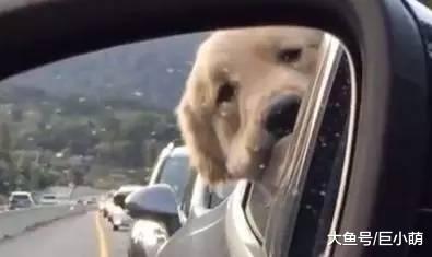 狗狗塞车到绝望，叼玩具跟对面车狗狗互呛：我有玩具你有吗？