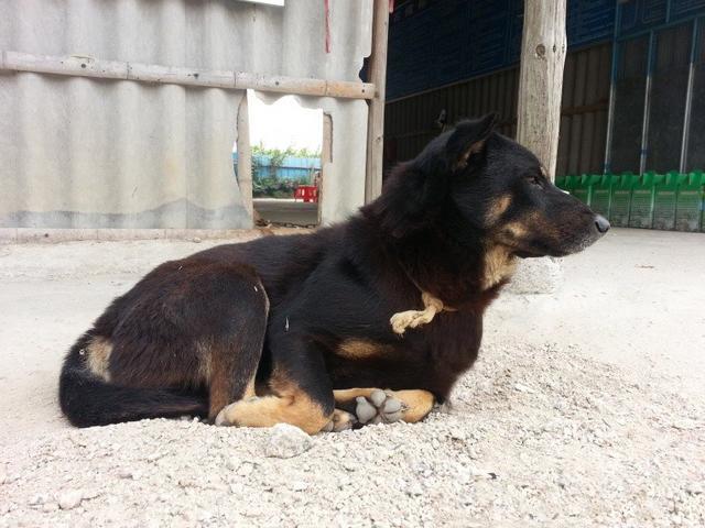 聪明土狗只因老妈一句话，在我们家门口守了3天3夜，一家人感动！