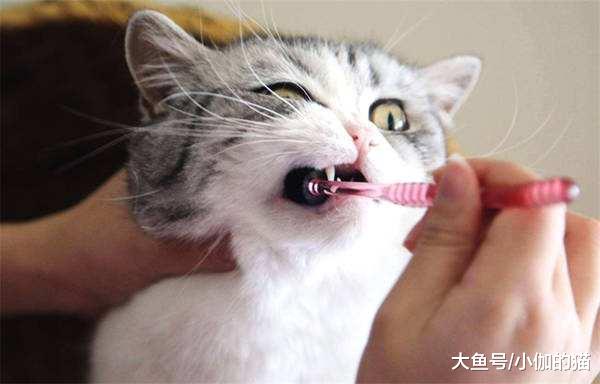 辟谣：猫咪吃干粮就不用刷牙？麻烦你撬开喵星人的嘴巴看看