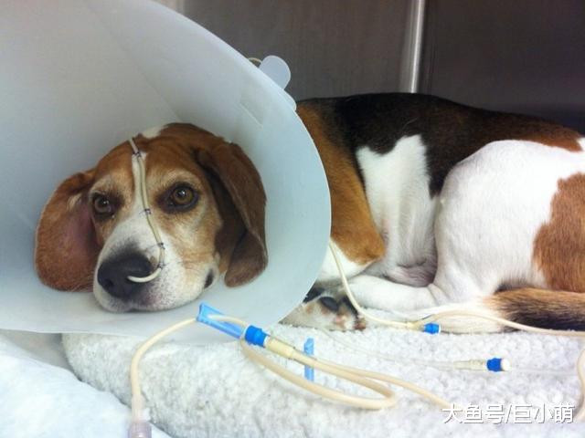 狗狗突然腹泻了怎么办？主人可以在家里，用这五种方法缓解问题