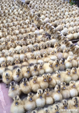 它们像中国军队一样排列整齐，让你震撼，了解真相之后你会替它们感到悲哀！