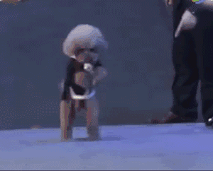 靠狗狗站立来博眼球的博主，都应该拉黑、取关！