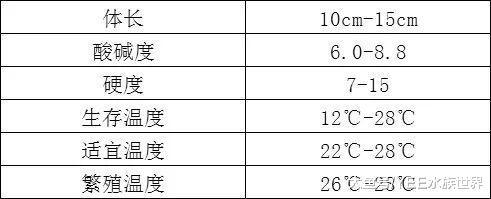 皮之藍曼龍，價格便宜門檻低，顏值高又不鬧騰