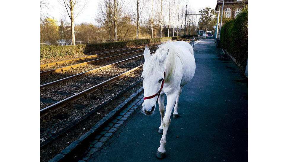 德国一匹白马独自在市区散步14年，当地居民早已习惯