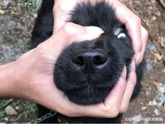 为什么很少有人养黑色狗狗? 原因无非就6点!