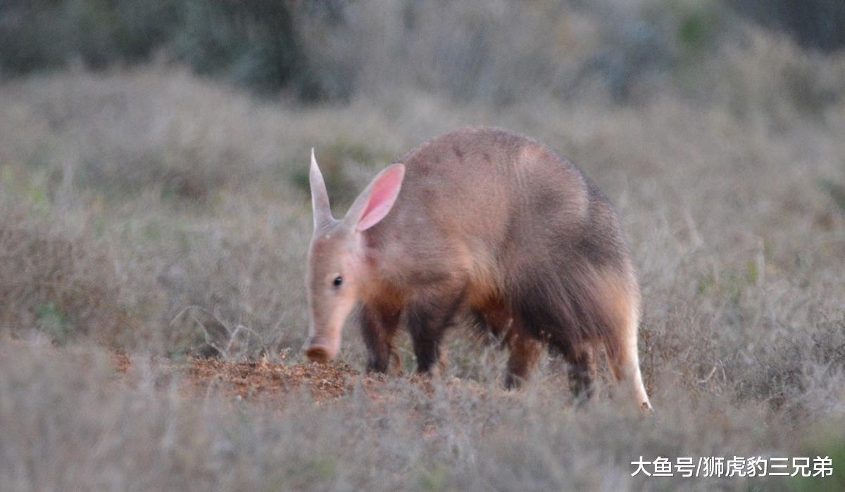薮猫：野外霸人洞穴的无赖，却是可以家养的“迷你型猎豹”