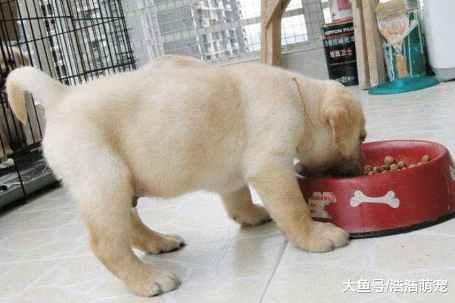 想飼養拉布拉多？看完它的5個特點后，你還想養嗎？