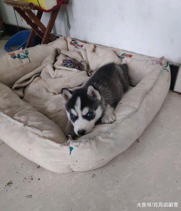 老爸不让养二哈，他听说二哈拆家很厉害，带回来后…