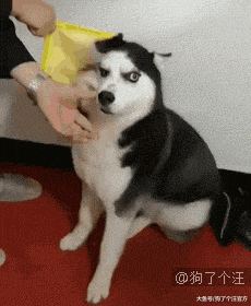 这是跟着二郎神见过世面的狗子