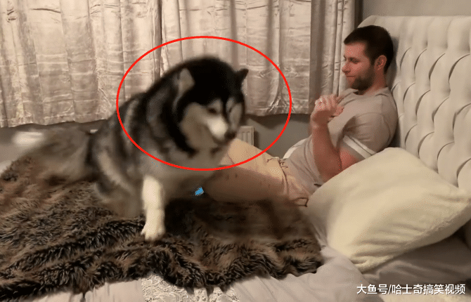 “胖儿子”已经3岁了，长到了一百多斤，却忘记自己长大了